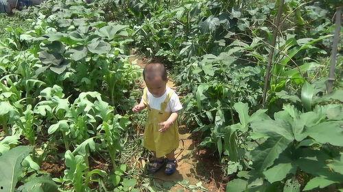 萌娃到菜园吃瓜视频全集,瓜果飘香欢乐多