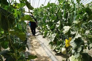 林州吃瓜真实的视频,一场接地气的乡村盛宴