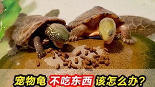 乌龟吃角瓜解压视频,解压乐趣无限