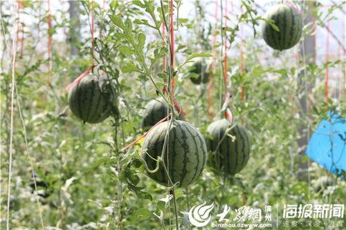 临沂热门吃瓜事件视频,一场引发热议的网络狂欢