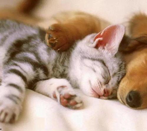 小猫吃瓜围观视频大全集