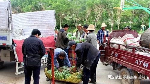 桃江县吃瓜群众事件视频,一场网络舆论的风暴与反思