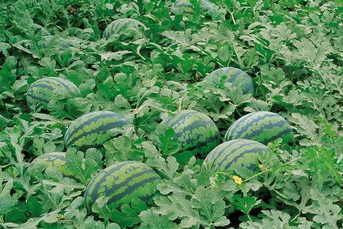 尿毒症人吃梨瓜吗好吗视频,梨瓜对尿毒症患者有益的饮食建议