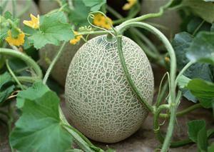 燕子吃哈密瓜视频大全下载,趣味视频集锦下载