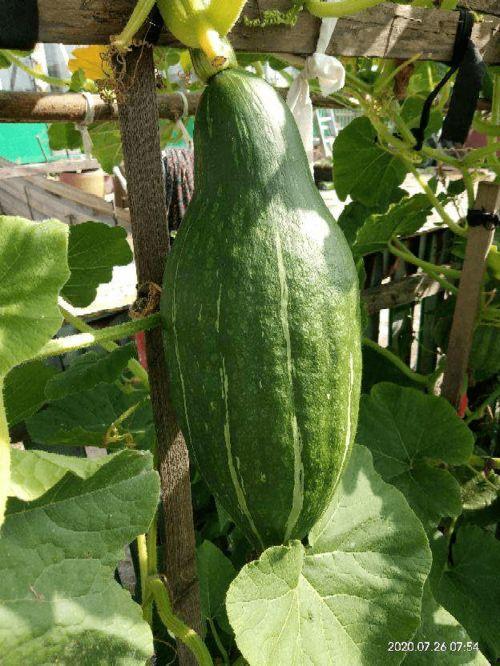 吃瓜花的视频在线观看,揭秘娱乐圈幕后故事，带你领略明星真实生活