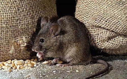 老鼠可以吃茄瓜吗视频,揭秘小动物的新美食