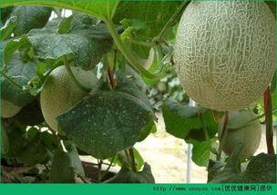 农民小五吃哈密瓜视频,尽享夏日甜蜜时光