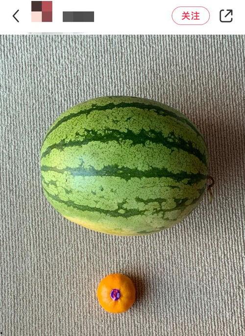 外国人吃蜜瓜视频,趣味横生体验本土美食