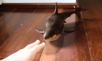 瓜哥吃狗鲨鱼视频,勇敢尝试狗鲨鱼美味大餐