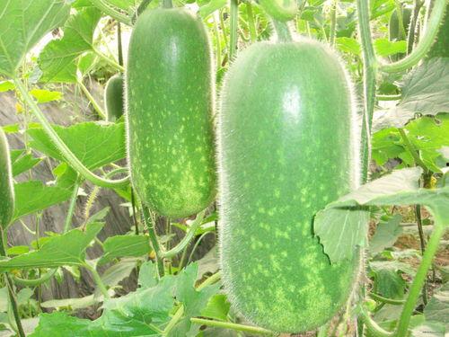 亭子下的吃瓜视频大全,盘点热门吃瓜视频大全