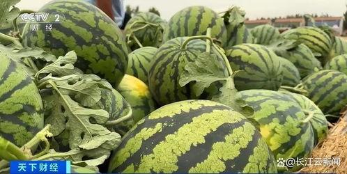 山东网红吃瓜真实的视频,趣味横生一幕幕