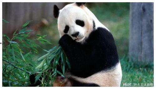 三只吃瓜大熊猫视频大全,萌态百出笑翻天