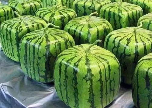 吃瓜梗原视频来源,从原视频看网络热梗的诞生