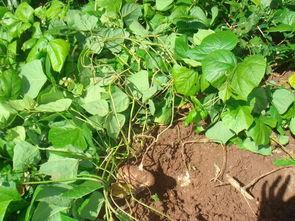 土耳瓜可以喂鸡吃吗视频,鸡的天然美食探索