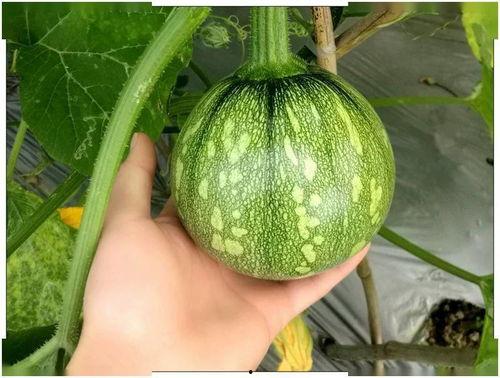 小煤球吃瓜视频,揭秘娱乐圈幕后故事