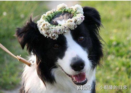 边牧可以吃小白瓜吗视频,边牧安全食用小白瓜的实证分享