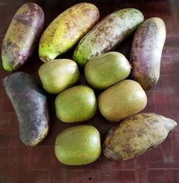 小伙伴们吃八月瓜的视频,小伙伴们欢乐品尝瞬间