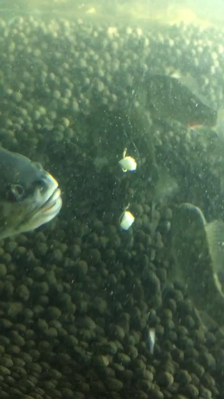 双鱼视频吃瓜,揭秘娱乐圈吃瓜盛宴，带你领略幕后风云