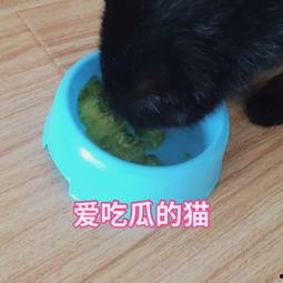 猫咪吃瓜震惊原视频,萌态可掬引网友热议